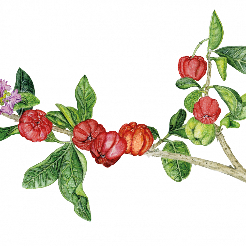 longovital, acerola, c-vitamin