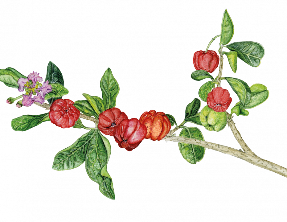 longovital, acerola, c-vitamin