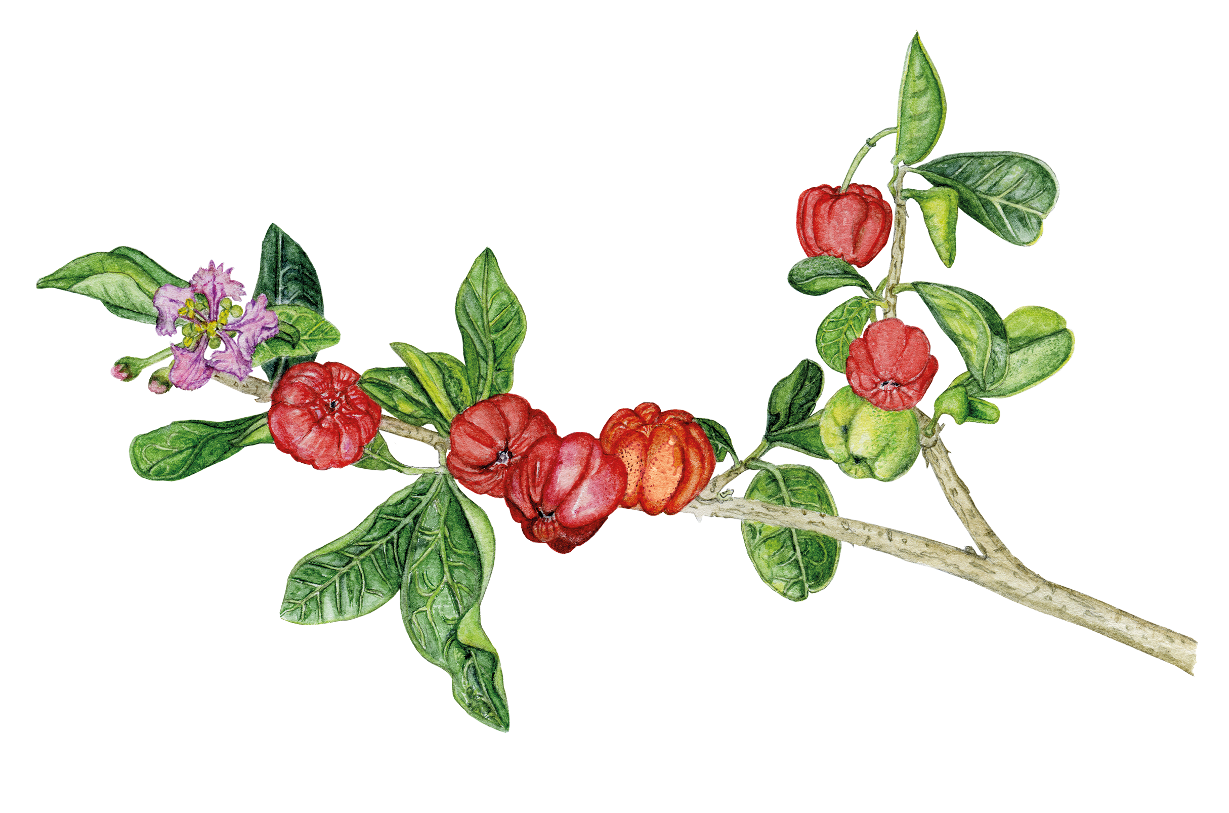 longovital, acerola, c-vitamin